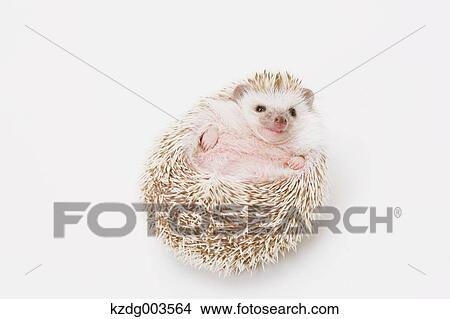 Hedgehog View Large Photo Image Picture - Hedgehog. Fotosearch