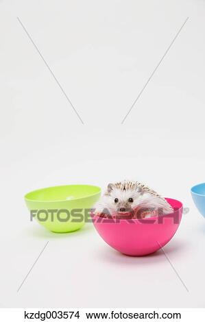 Hedgehog View Large Photo Image Picture - Hedgehog. Fotosearch