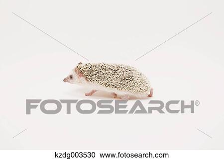 Hedgehog View Large Photo Image Stock Image - Hedgehog. Fotosearch