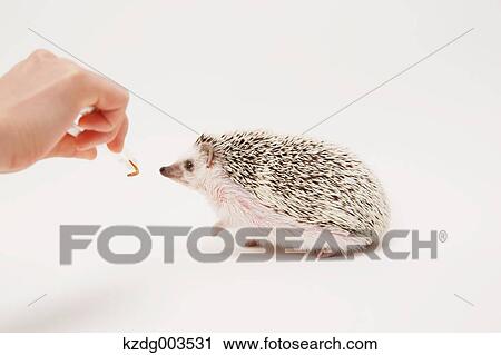 Hedgehog View Large Photo Image Stock Image - Hedgehog. Fotosearch