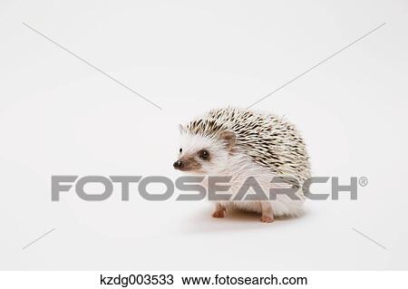 Hedgehog View Large Photo Image Stock Image - Hedgehog. Fotosearch