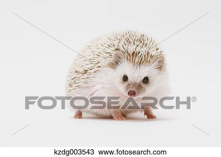 Stock Image - Hedgehog. Fotosearch