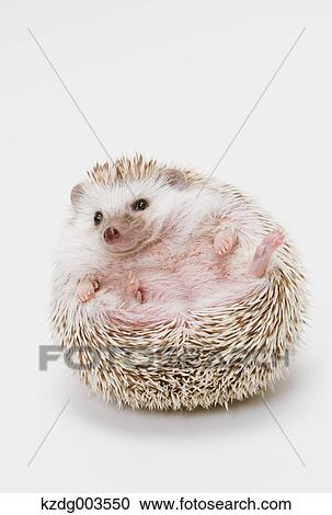 Hedgehog View Large Photo Image Stock Image - Hedgehog. Fotosearch