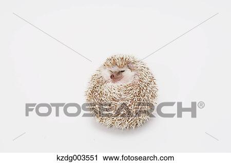 Stock Image - Hedgehog. Fotosearch