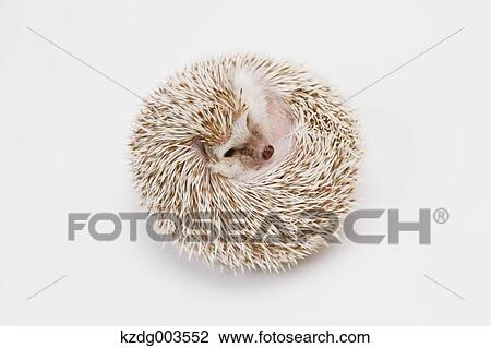 Hedgehog View Large Photo Image Stock Image - Hedgehog. Fotosearch