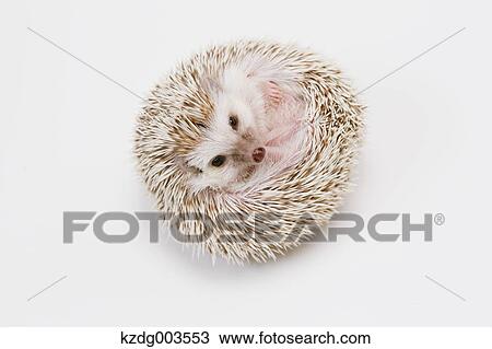 Hedgehog View Large Photo Image Stock Image - Hedgehog. Fotosearch