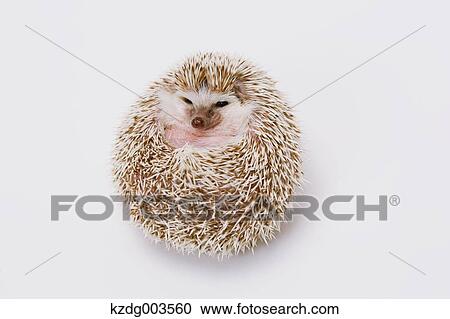 Hedgehog View Large Photo Image Stock Image - Hedgehog. Fotosearch