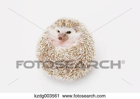 Hedgehog View Large Photo Image Stock Image - Hedgehog. Fotosearch