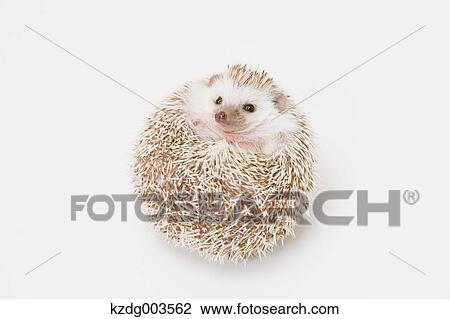 Hedgehog View Large Photo Image Stock Image - Hedgehog. Fotosearch