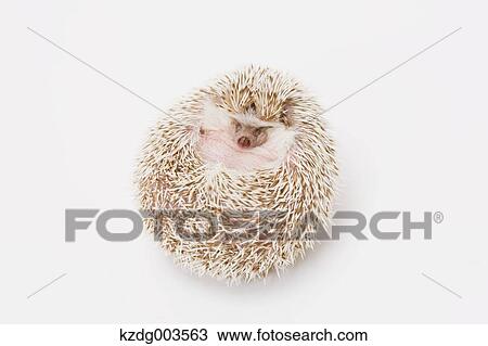 Hedgehog View Large Photo Image Stock Image - Hedgehog. Fotosearch