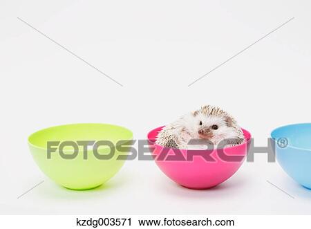 Stock Image - Hedgehog. Fotosearch