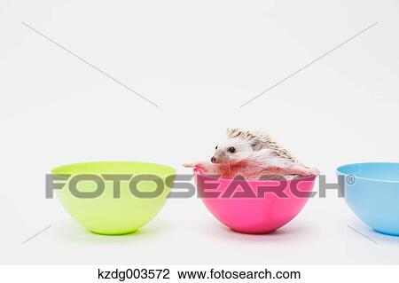 Stock Image - Hedgehog. Fotosearch