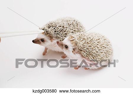 Stock Image - Hedgehog. Fotosearch