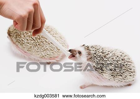 Stock Image - Hedgehog. Fotosearch