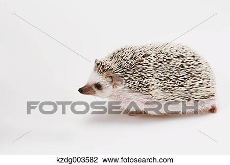 Hedgehog View Large Photo Image Stock Image - Hedgehog. Fotosearch