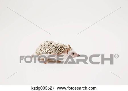 Hedgehog View Large Photo Image Stock Photo - Hedgehog. Fotosearch