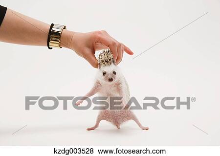Stock Photo - Hedgehog. Fotosearch