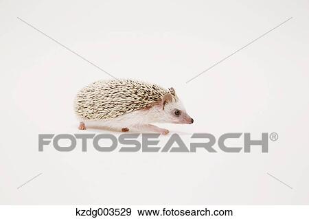Hedgehog View Large Photo Image Stock Photo - Hedgehog. Fotosearch