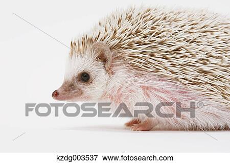 Stock Photo - Hedgehog. Fotosearch