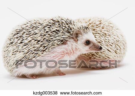 Stock Photo - Hedgehog. Fotosearch