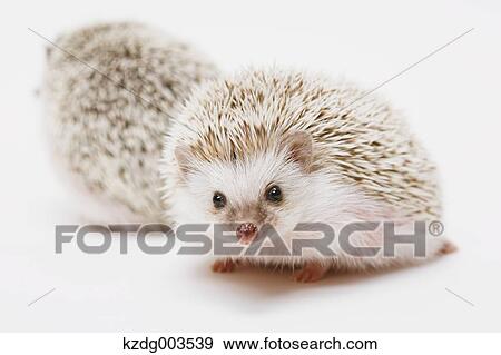 Stock Photo - Hedgehog. Fotosearch