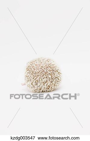 Stock Photo - Hedgehog. Fotosearch
