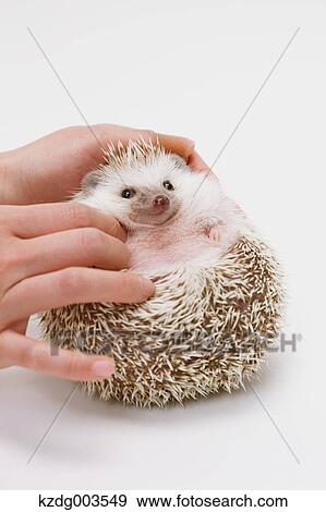 Stock Photo - Hedgehog. Fotosearch