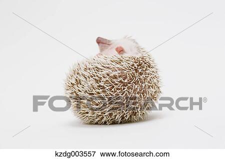 Stock Photo - Hedgehog. Fotosearch