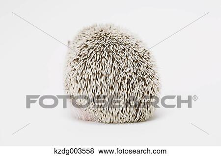 Hedgehog View Large Photo Image Stock Photo - Hedgehog. Fotosearch