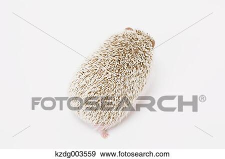 Hedgehog View Large Photo Image Stock Photo - Hedgehog. Fotosearch