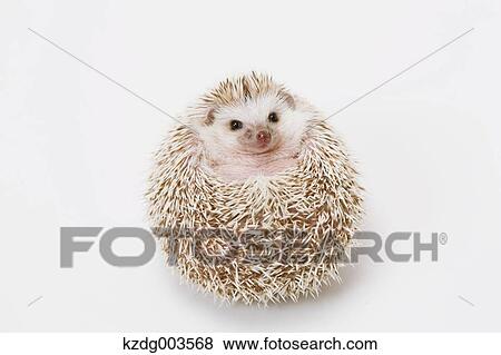 Hedgehog View Large Photo Image Stock Photo - Hedgehog. Fotosearch