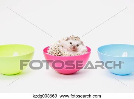 Hedgehog View Large Photo Image Stock Photo - Hedgehog. Fotosearch