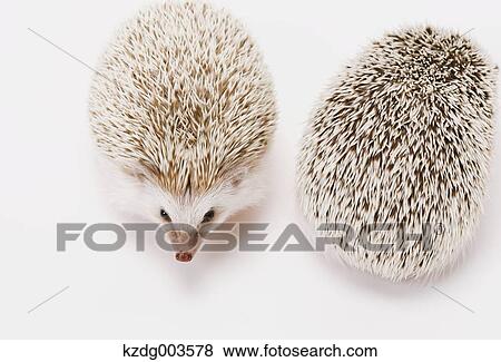 Hedgehog View Large Photo Image Stock Photo - Hedgehog. Fotosearch