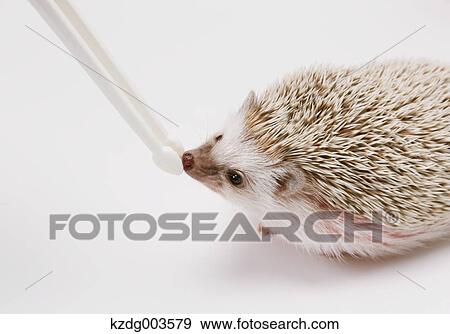 Hedgehog View Large Photo Image Stock Photo - Hedgehog. Fotosearch