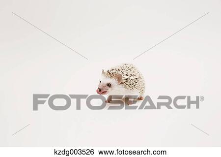Stock Photograph - Hedgehog. Fotosearch