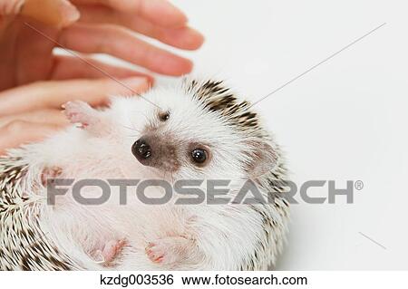 Hedgehog View Large Photo Image Stock Photograph - Hedgehog. Fotosearch