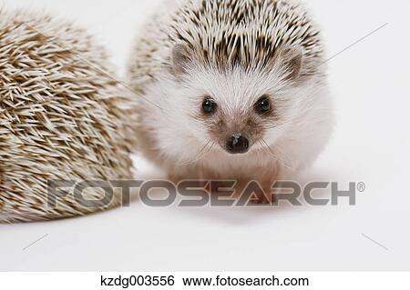 Stock Photograph - Hedgehog. Fotosearch