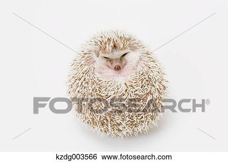 Hedgehog View Large Photo Image Stock Photograph - Hedgehog. Fotosearch