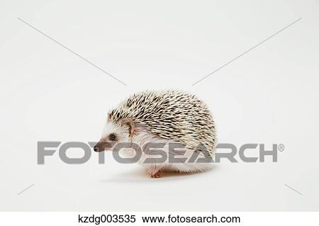 Stock Photography - Hedgehog. Fotosearch