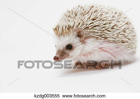 Stock Photography - Hedgehog. Fotosearch