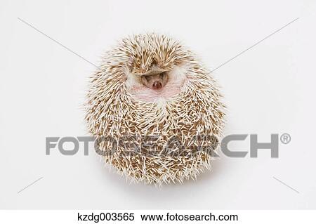 Hedgehog View Large Photo Image Stock Photography - Hedgehog. Fotosearch