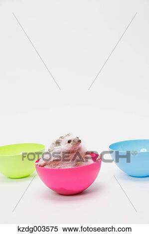 Hedgehog View Large Photo Image Stock Photography - Hedgehog. Fotosearch