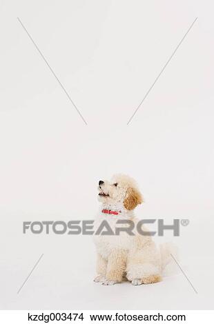 Picture - Medium Poodle. Fotosearch