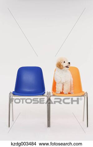 Medium Poodle View Large Photo Image Picture - Medium Poodle. Fotosearch