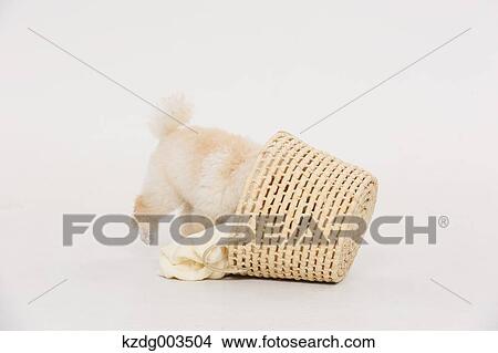 Medium Poodle View Large Photo Image Picture - Medium Poodle. Fotosearch