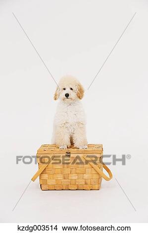 Medium Poodle View Large Photo Image Picture - Medium Poodle. Fotosearch