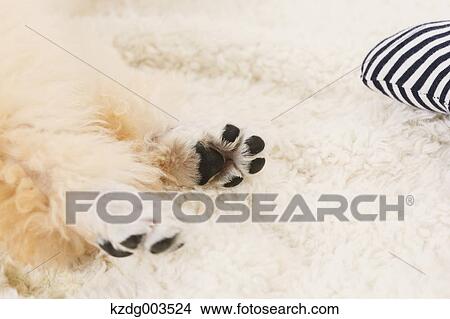 Medium Poodle View Large Photo Image Picture - Medium Poodle. Fotosearch