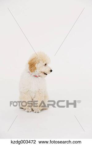 Stock Image - Medium Poodle. Fotosearch