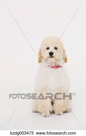 Stock Image - Medium Poodle. Fotosearch