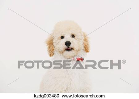 Stock Image - Medium Poodle. Fotosearch